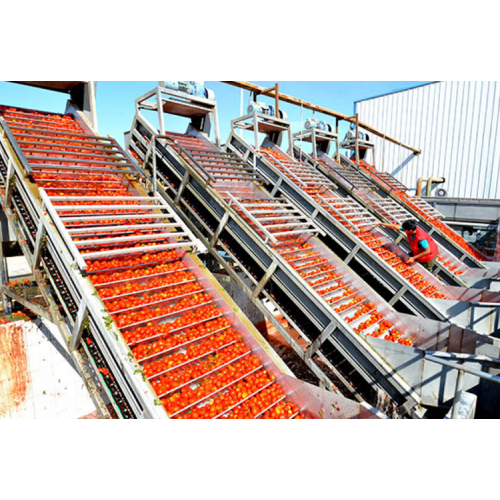 Ligne de lavage des fruits et légumes Sus304